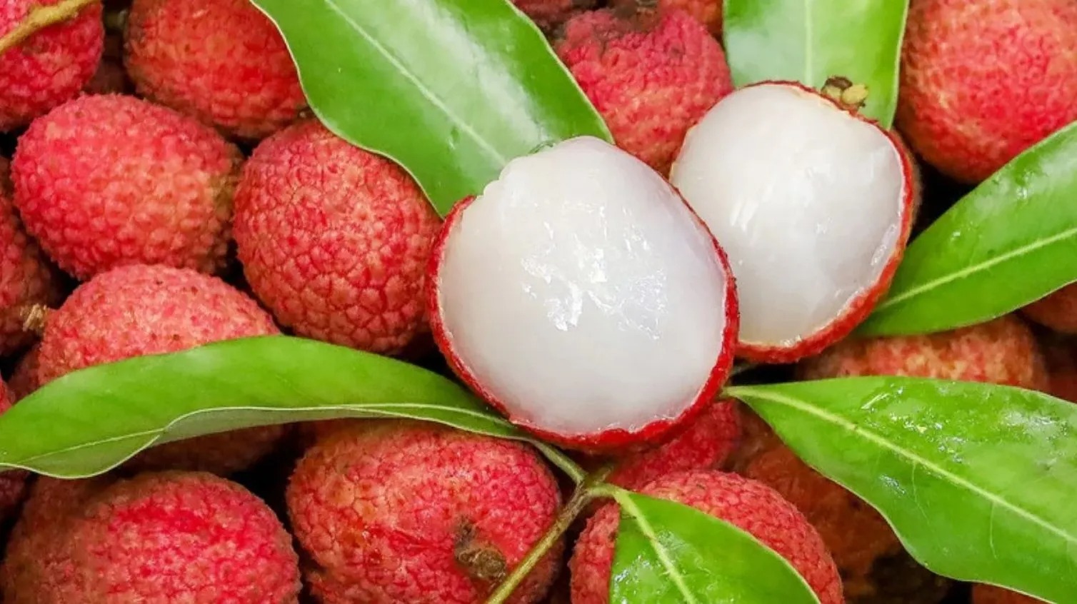 Nutrition Of Litchi Litchi Variety Litchi Cultivation Method In