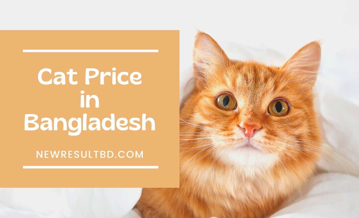 Cat price