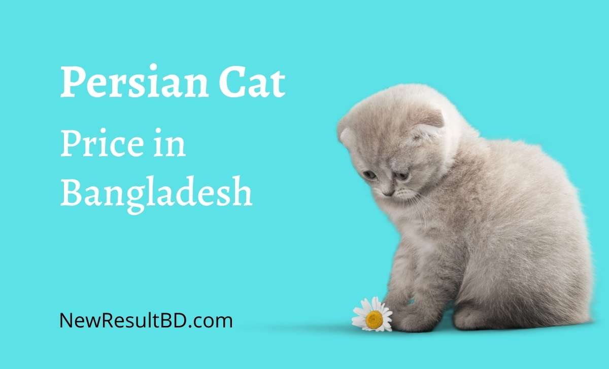 persian cat price