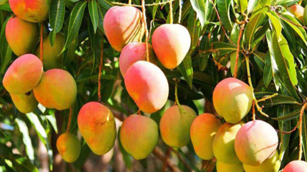 Mango variety / Mango cultivation in Bangladesh